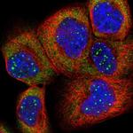 RPL4 Polyclonal Antibody