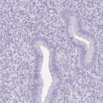 FATE1 Antibody in Immunohistochemistry (IHC)