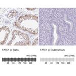 FATE1 Antibody
