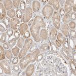 GNB1L Antibody in Immunohistochemistry (Paraffin) (IHC (P))
