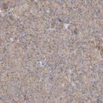 GNB1L Polyclonal Antibody