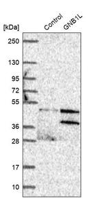 GNB1L Antibody in Western Blot (WB)