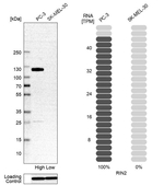 RIN2 Antibody in Western Blot (WB)