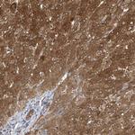 APLF Polyclonal Antibody