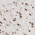 C2orf18 Antibody in Immunohistochemistry (Paraffin) (IHC (P))