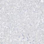 C2orf18 Antibody in Immunohistochemistry (Paraffin) (IHC (P))