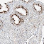C2orf18 Antibody in Immunohistochemistry (Paraffin) (IHC (P))