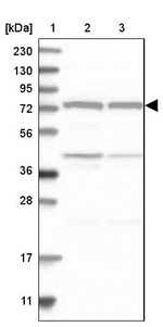 CPSF3 Antibody in Western Blot (WB)