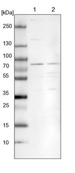 CPSF3 Antibody in Western Blot (WB)