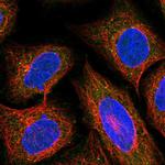 ARHGEF33 Polyclonal Antibody
