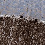 ARHGEF33 Antibody in Immunohistochemistry (Paraffin) (IHC (P))