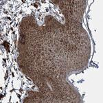 CSN7b Polyclonal Antibody