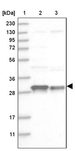 CSN7b Antibody in Western Blot (WB)
