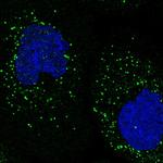 SPOPL Antibody in Immunocytochemistry (ICC/IF)