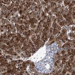 SPOPL Antibody in Immunohistochemistry (Paraffin) (IHC (P))