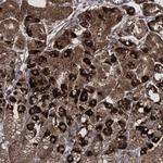 SCRN3 Polyclonal Antibody