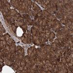 SCRN3 Antibody in Immunohistochemistry (Paraffin) (IHC (P))