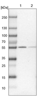 UGP2 Antibody in Western Blot (WB)