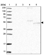FAM82A1 Antibody in Western Blot (WB)