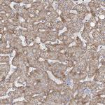 FAM82A1 Antibody in Immunohistochemistry (Paraffin) (IHC (P))