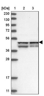 FAM82A1 Antibody in Western Blot (WB)