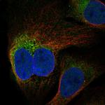 FAM82A1 Polyclonal Antibody