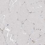 FAM119A Polyclonal Antibody