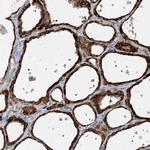 FAM119A Antibody in Immunohistochemistry (IHC)