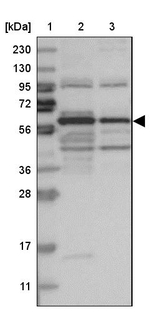 ARHGEF3 Antibody in Western Blot (WB)
