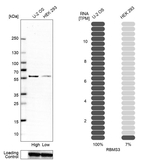 RBMS3 Antibody in Western Blot (WB)