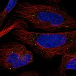 PHOSPHO2 Polyclonal Antibody