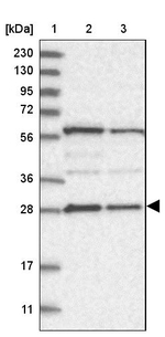 PHOSPHO2 Antibody in Western Blot (WB)