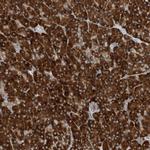 PHOSPHO2 Polyclonal Antibody