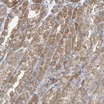 C2orf43 Polyclonal Antibody