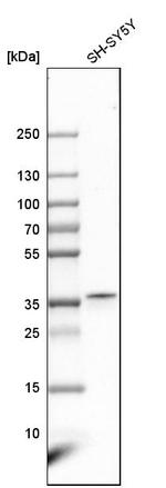 C2orf43 Antibody in Western Blot (WB)