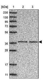 C3orf38 Antibody in Western Blot (WB)