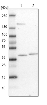 C3orf38 Antibody in Western Blot (WB)