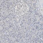 RBP7 Polyclonal Antibody