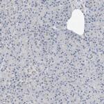RBP7 Antibody in Immunohistochemistry (IHC)
