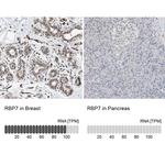 RBP7 Antibody