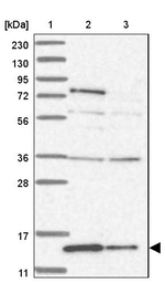 RBP7 Antibody in Western Blot (WB)