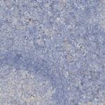 SLC4A10 Antibody in Immunohistochemistry (Paraffin) (IHC (P))