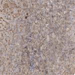 Bassoon Antibody in Immunohistochemistry (Paraffin) (IHC (P))