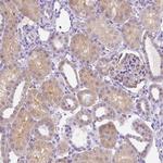 NXPH2 Polyclonal Antibody