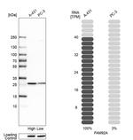 FAM92A1 Antibody