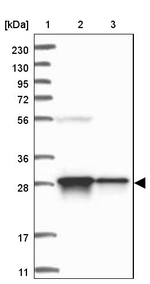FAM92A1 Antibody in Western Blot (WB)