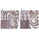 GFM1 Polyclonal Antibody