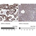 GFM1 Antibody