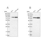 GFM1 Antibody in Western Blot (WB)