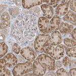 ADAMTSL3 Antibody in Immunohistochemistry (Paraffin) (IHC (P))